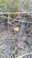 Image of Dwarf Bladderwort