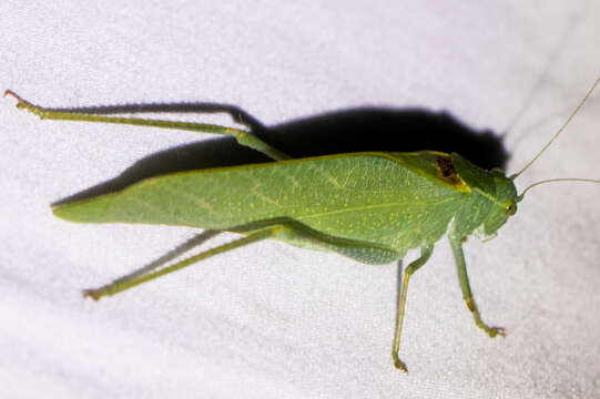 Image of California Angle-wing Katydid