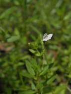 Image of Lindernia dubia var. anagallidea (Michx.) Cooperr.