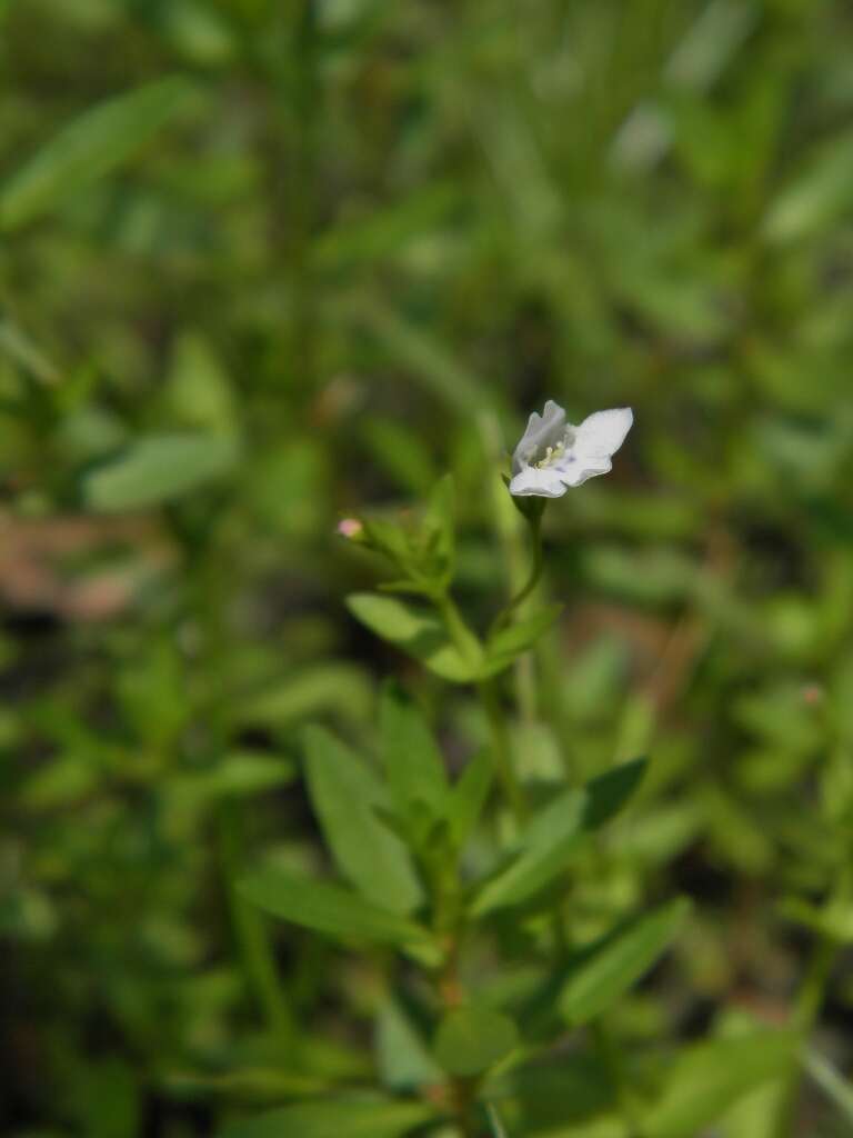 Image of Lindernia dubia var. anagallidea (Michx.) Cooperr.