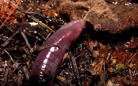 Image of Luetkenotyphlus Taylor 1968