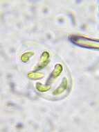 Image de Nephrocytium lunatum