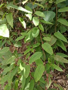 Image of Actinidia rufa (Sieb. & Zucc.) Planch. ex Miq.