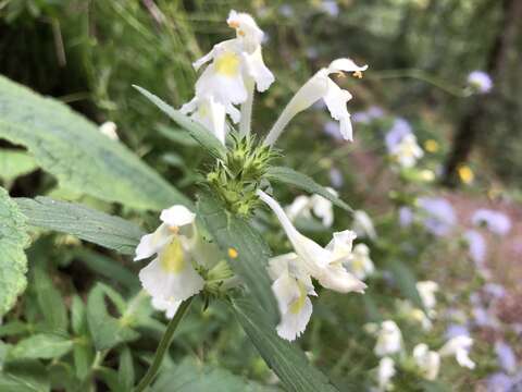 Image of Downy Hemp-nettle