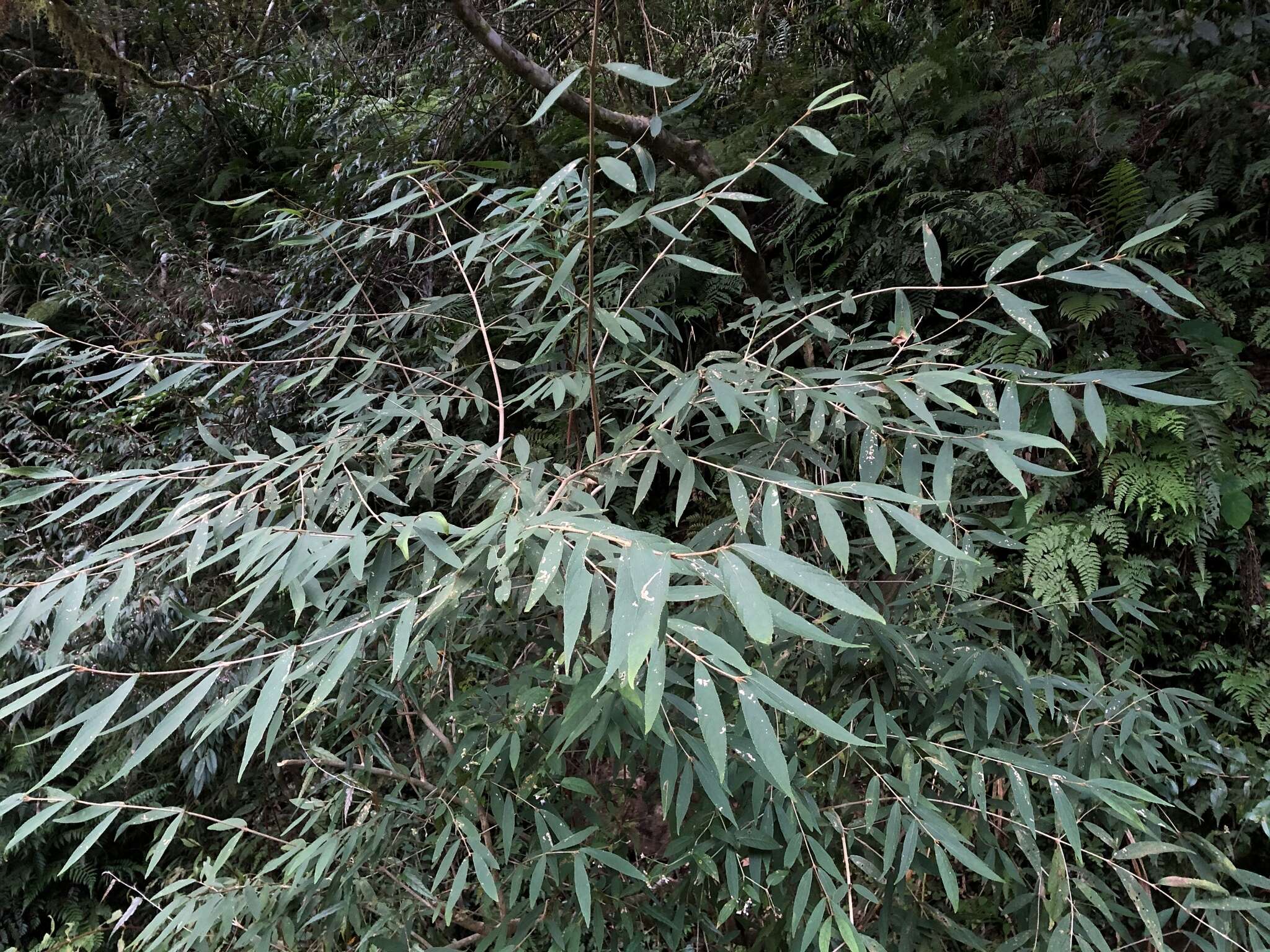 Image of Callicarpa dolichophylla Merr.