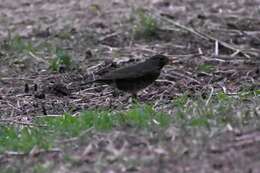 Image of Janpanese Thrush