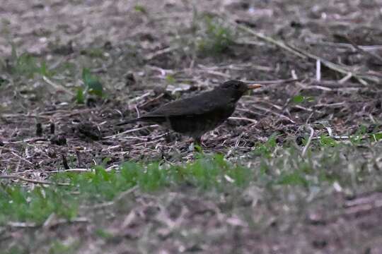 Image of Janpanese Thrush