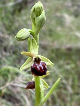 Image of Ophrys sphegodes subsp. montenegrina H. Baumann & Künkele