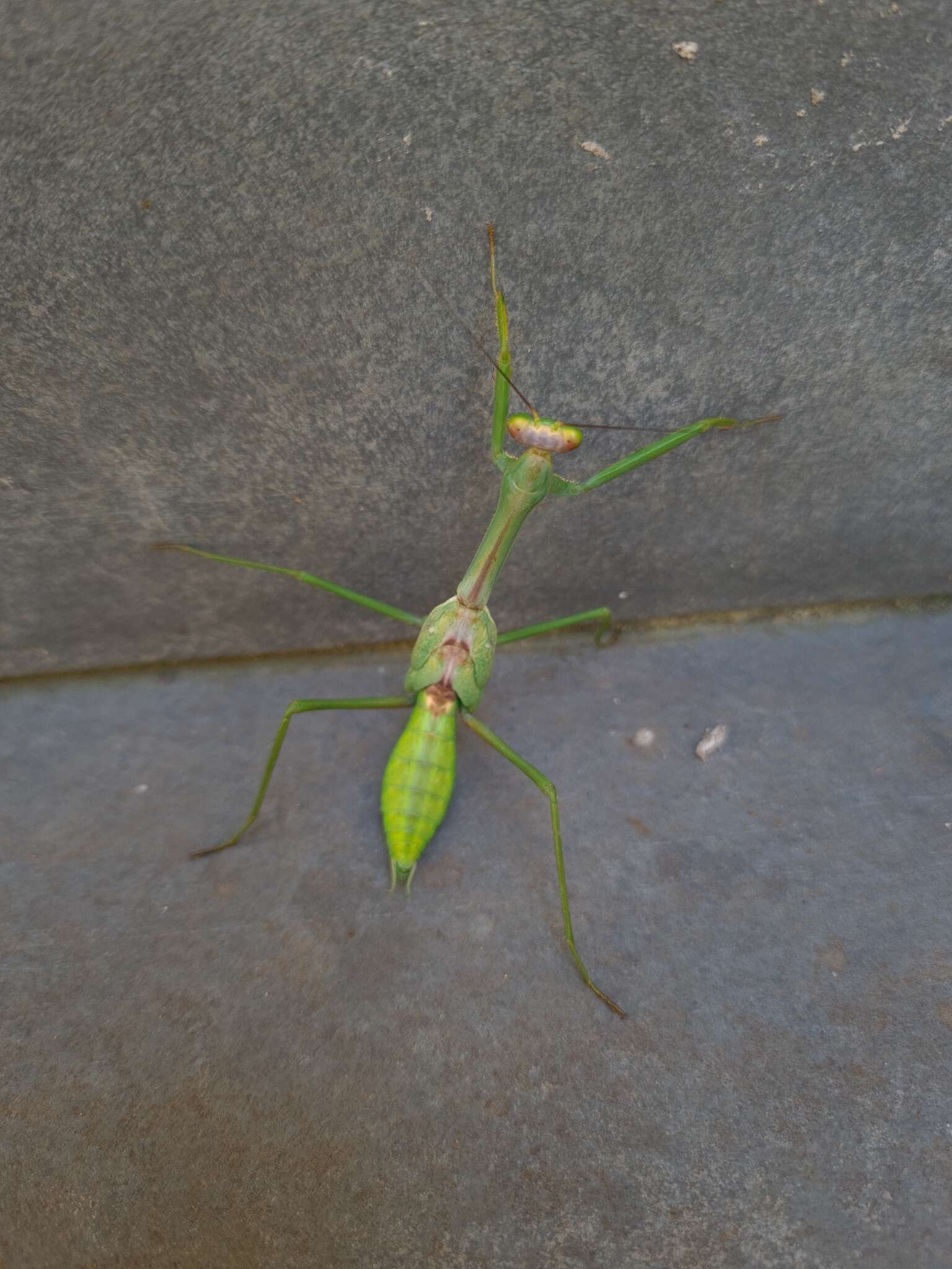 Image de Stagmatoptera praecaria Linne 1758