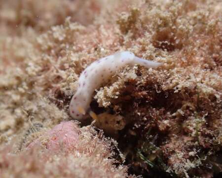 Image of Chromodoris aspersa (Gould 1852)