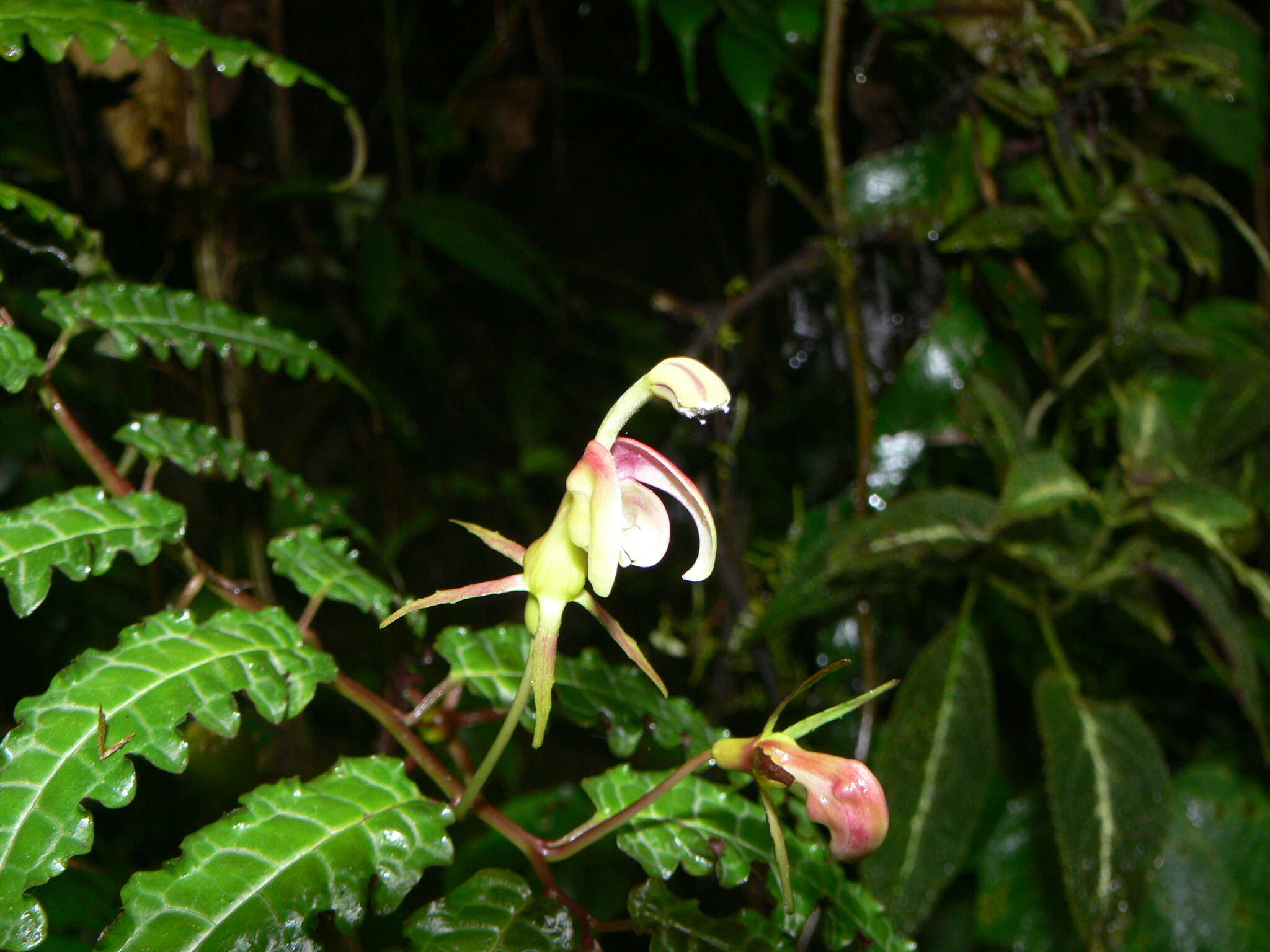 Image of Burmeistera pterifolia