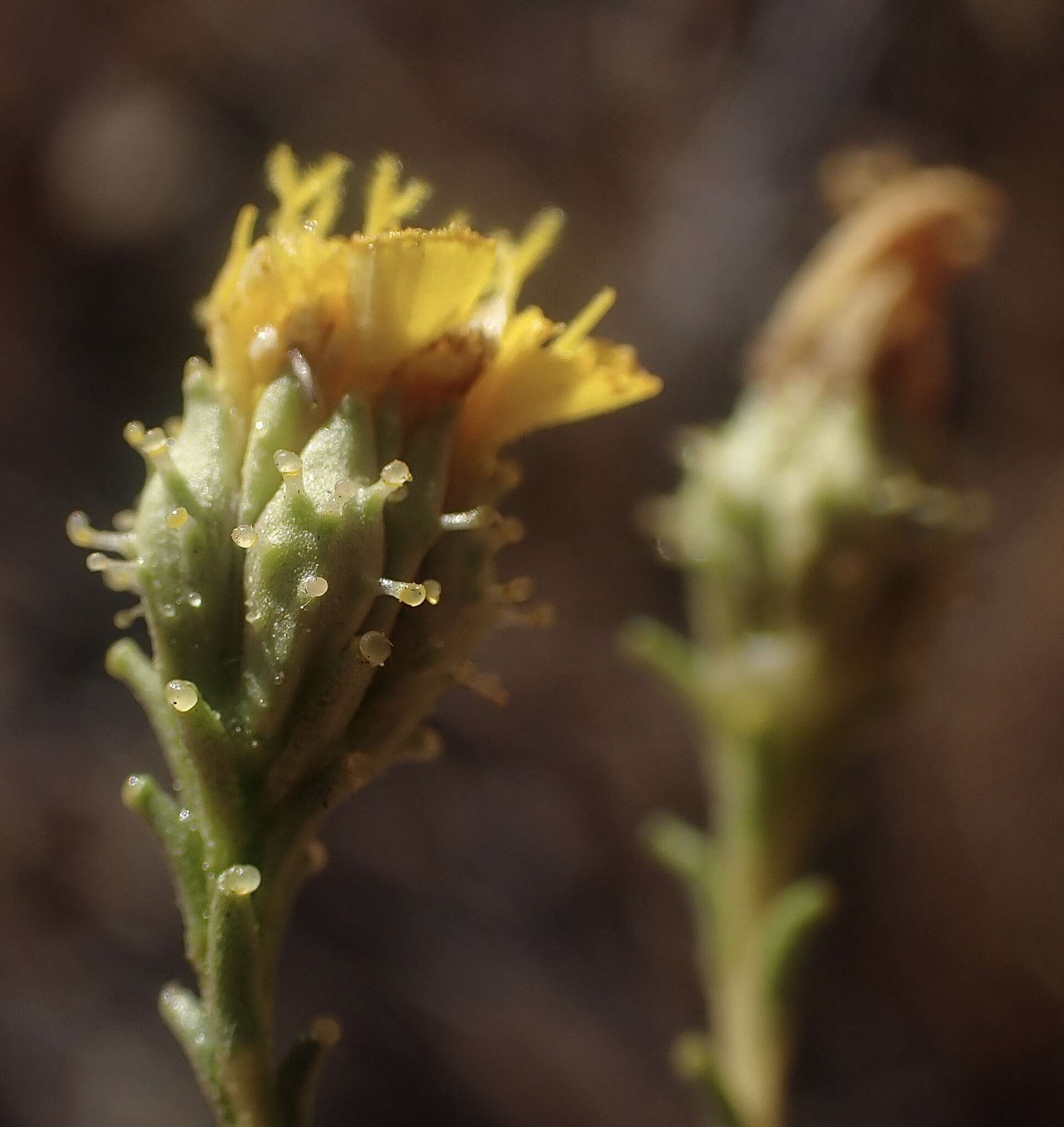 Image of San Joaquin tarweed