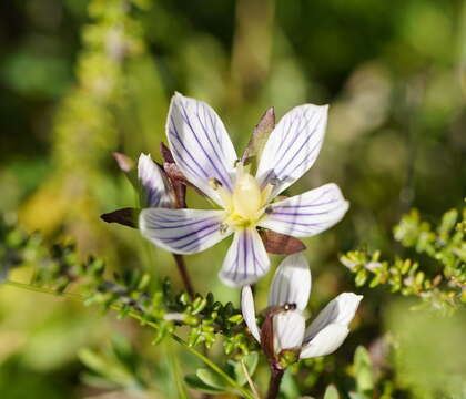 Image of Gentianella bawbawensis (L. G. Adams) Glenny