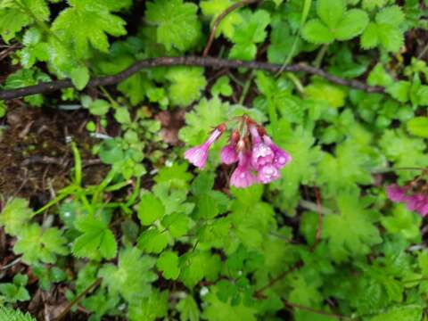 Plancia ëd Primula geraniifolia Hook. fil.