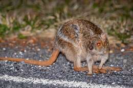 Image of Spectacled Hare Wallaby