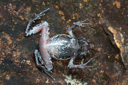 Image of Megophrys minor Stejneger 1926