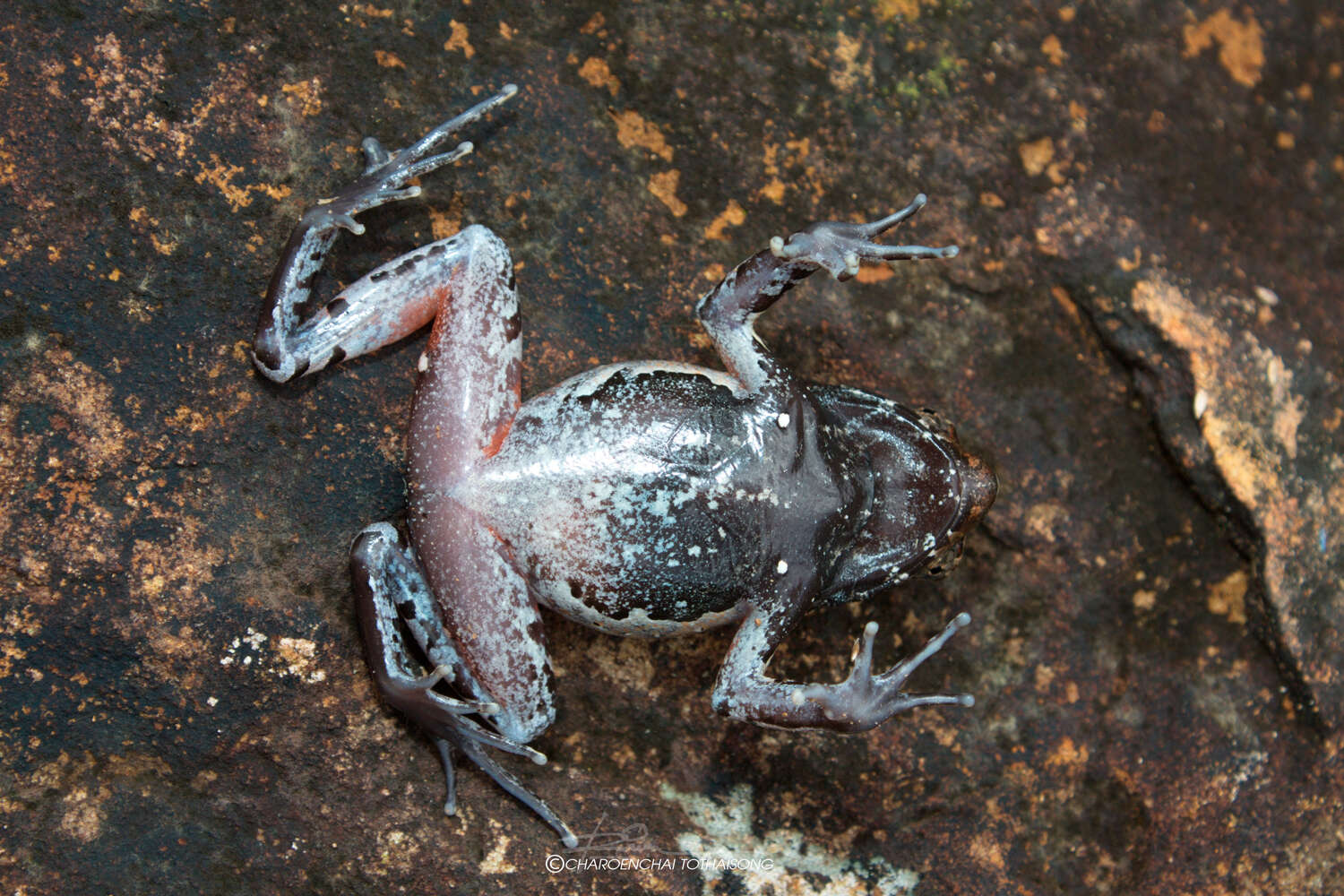 Image of Megophrys minor Stejneger 1926