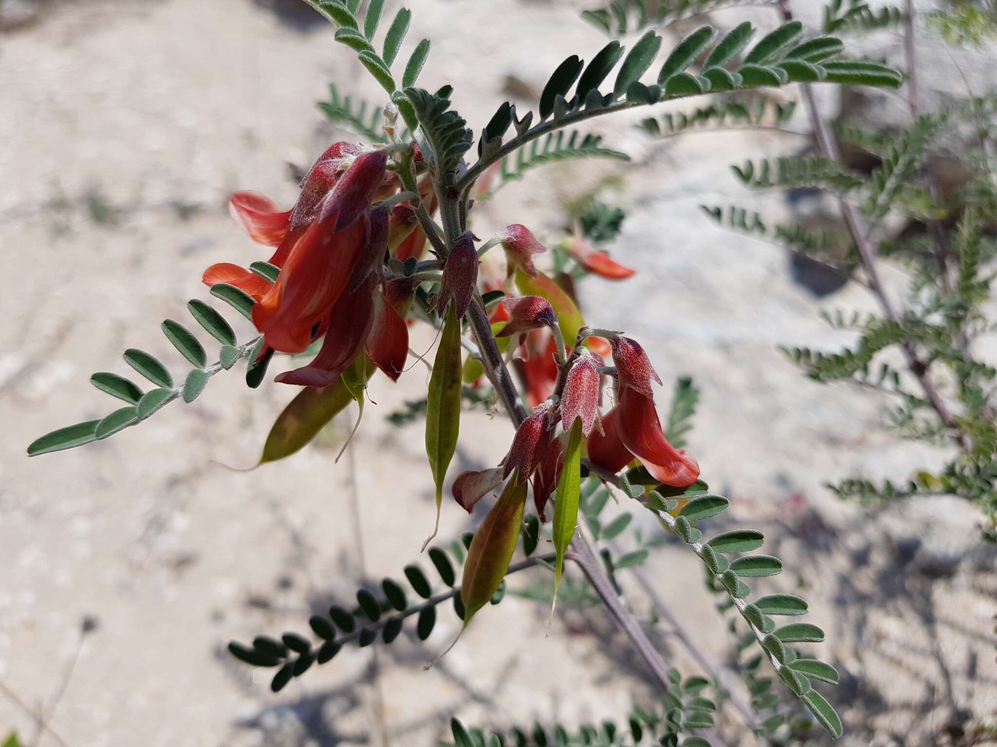 Image de Lessertia frutescens (L.) Goldblatt & J. C. Manning