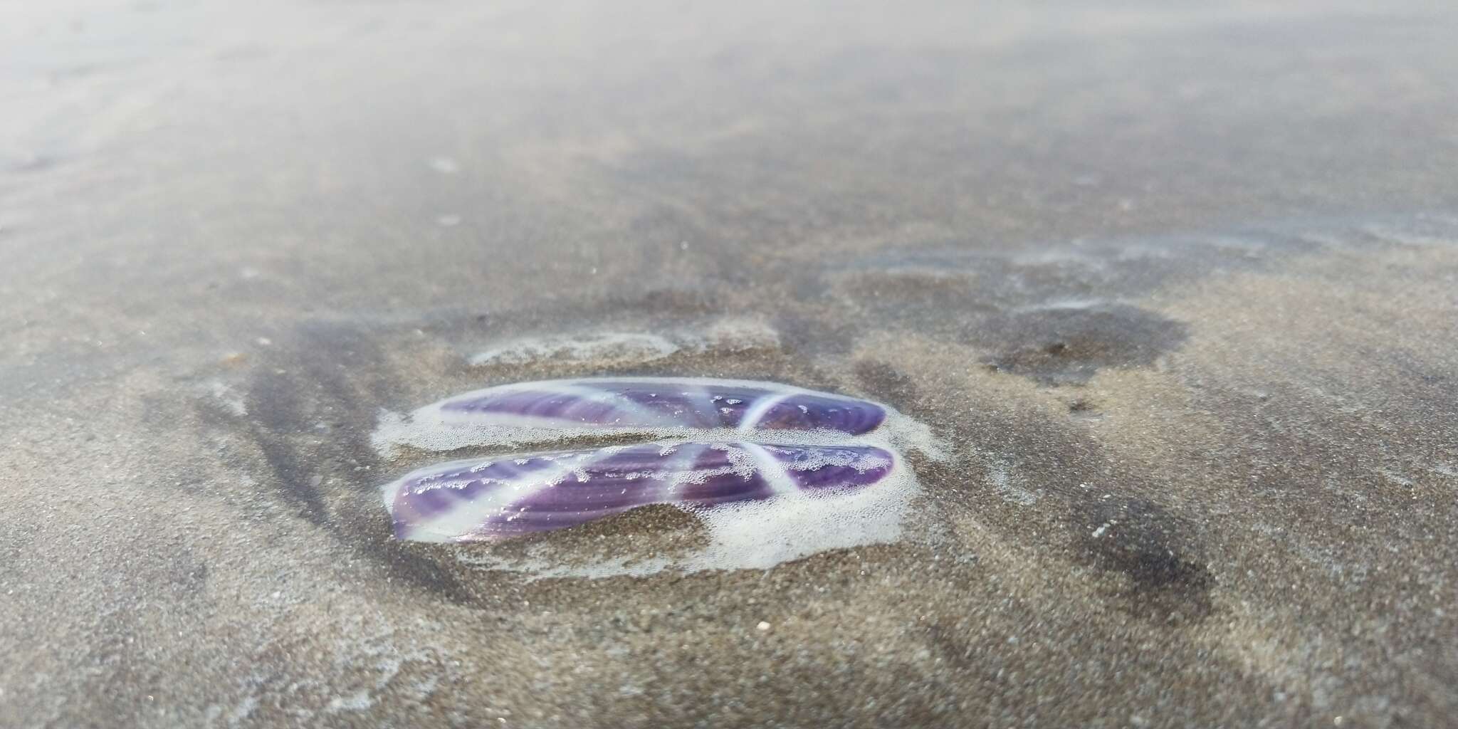 Image of sunset razor clam