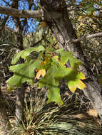 صورة Quercus gravesii Sudw.