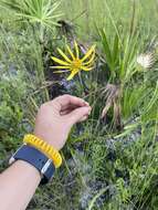 Imagem de Phoebanthus tenuifolia (Torr. & A. Gray) Blake