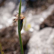 Sivun Chrysitrix capensis L. kuva