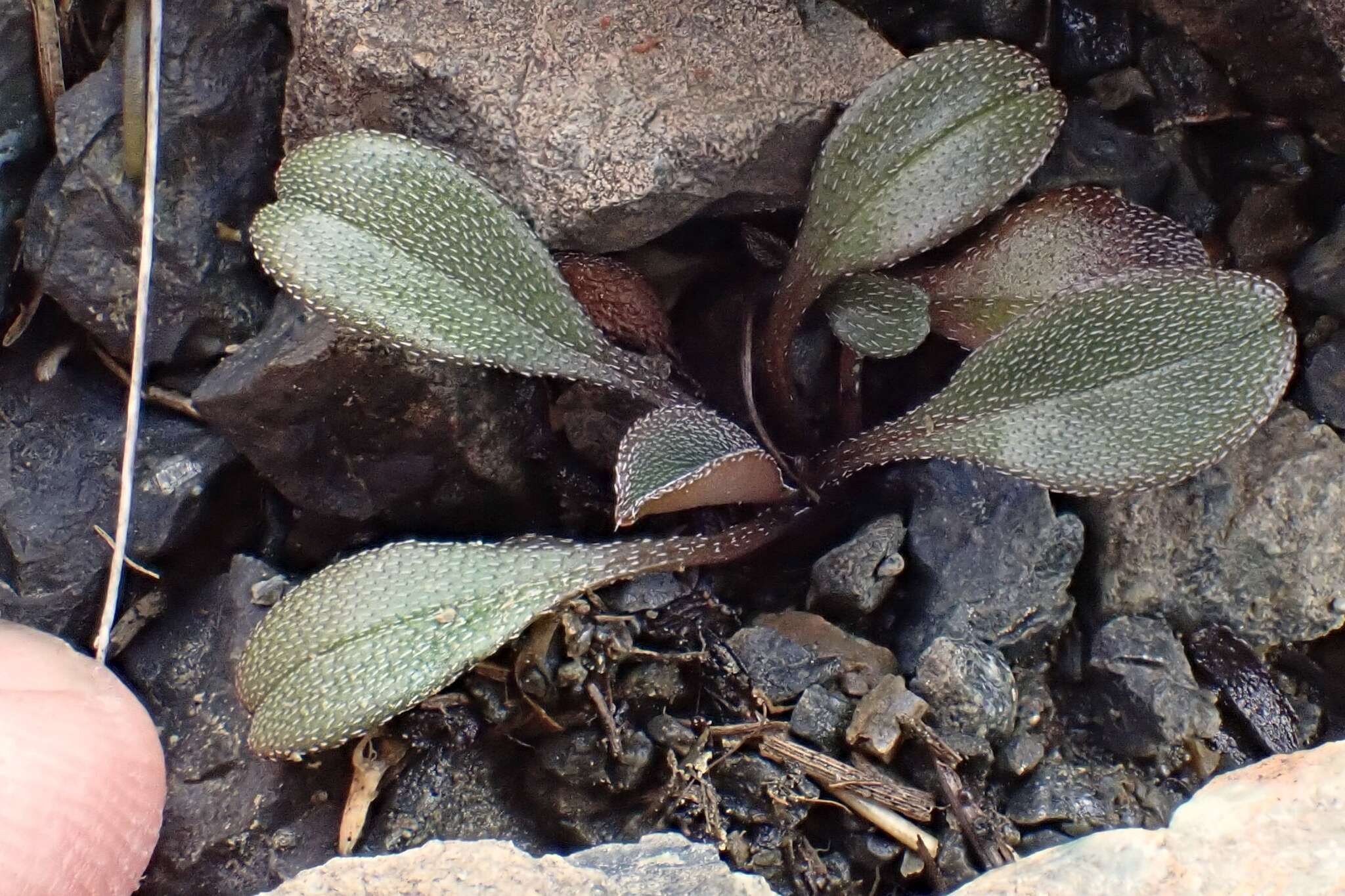 Image of Myosotis monroi Cheeseman