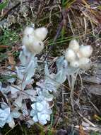 Image of Anaphalis nepalensis (Spreng.) Hand.-Mazz.