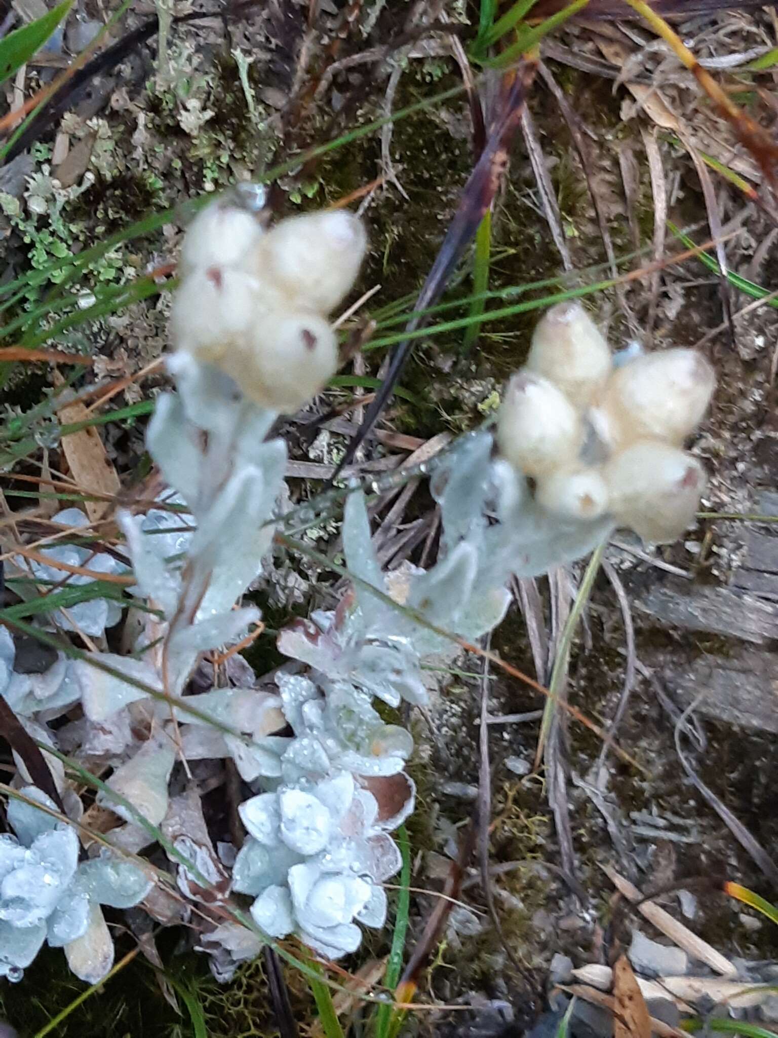 Anaphalis nepalensis (Spreng.) Hand.-Mazz.的圖片