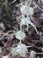 Слика од Artemisia jacutica Drobov