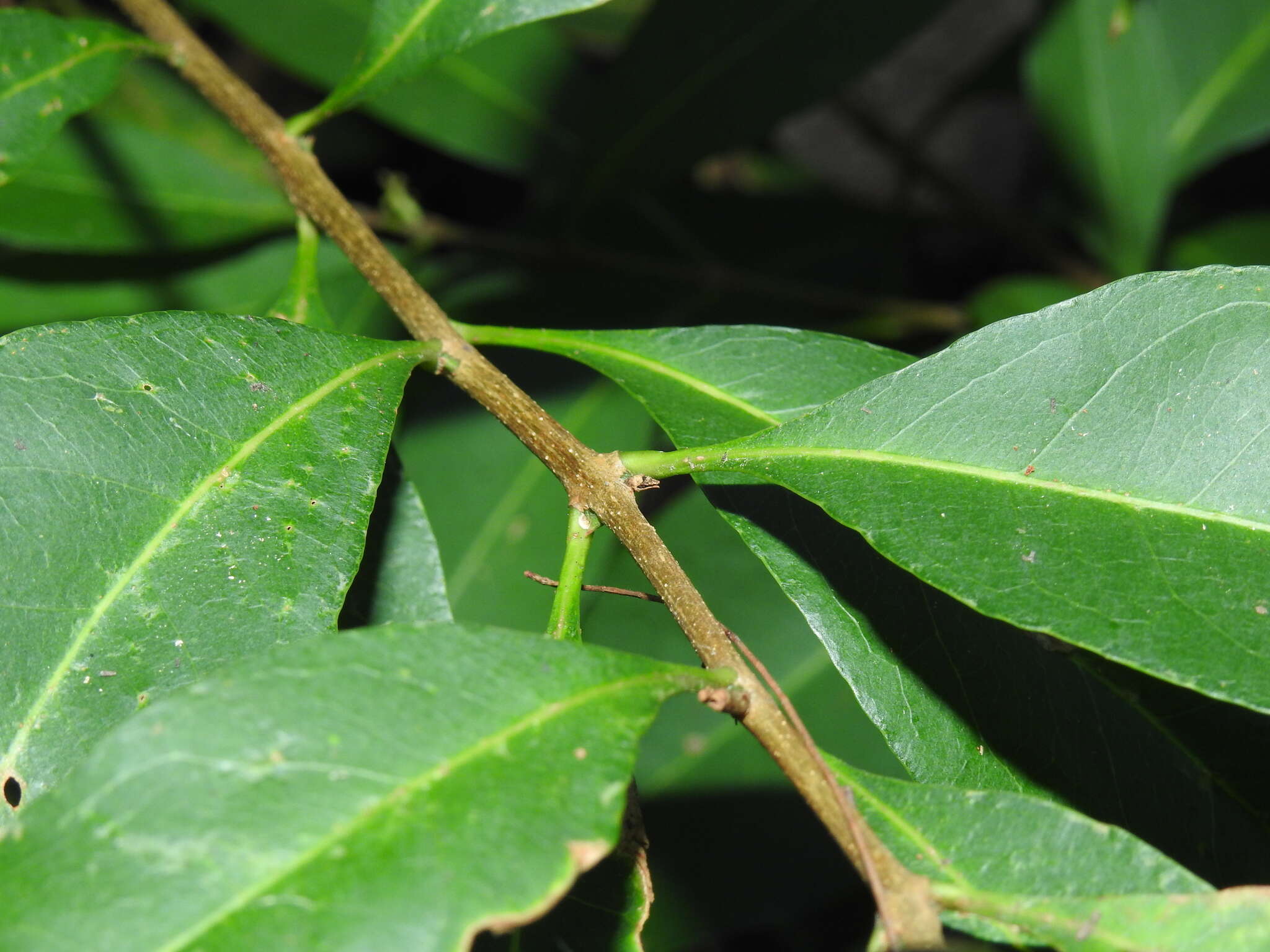 Plancia ëd Notelaea punctata R. Br.