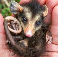 Image of Big-eared Opossum