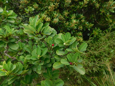 Erythroxylum pictum E. Mey.的圖片