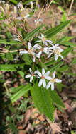 Image of Olearia oppositifolia (F. Müll.) N. S. Lander