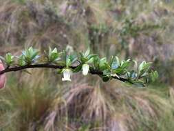 Escallonia myrtilloides L. fil. resmi