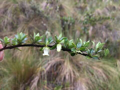 Sivun Escallonia myrtilloides L. fil. kuva