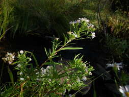 Image of Bracted American-Aster