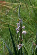 Слика од Gladiolus elliotii Baker