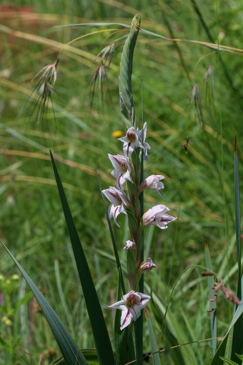 Слика од Gladiolus elliotii Baker