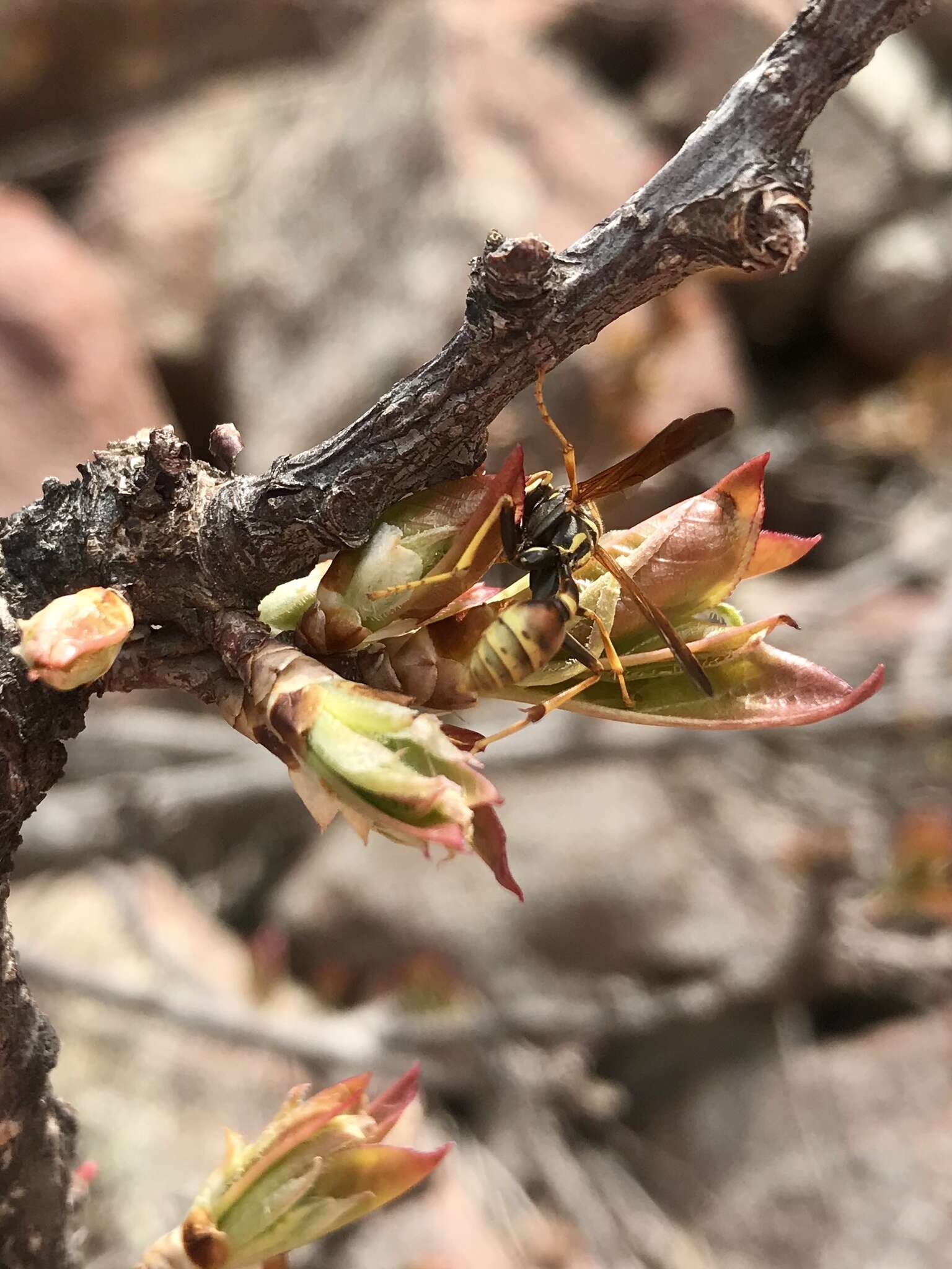 Image of Western Paper Wasp