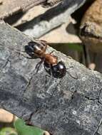 Image of Camponotus essigi Smith 1923