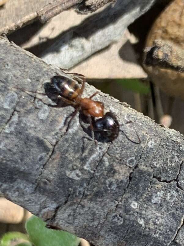 Image of Essig's Carpenter Ant