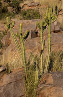 Imagem de Euphorbia avasmontana Dinter