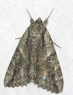 Image of Mother Underwing