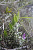 Plancia ëd Psoralea monophylla (L.) C. H. Stirt.