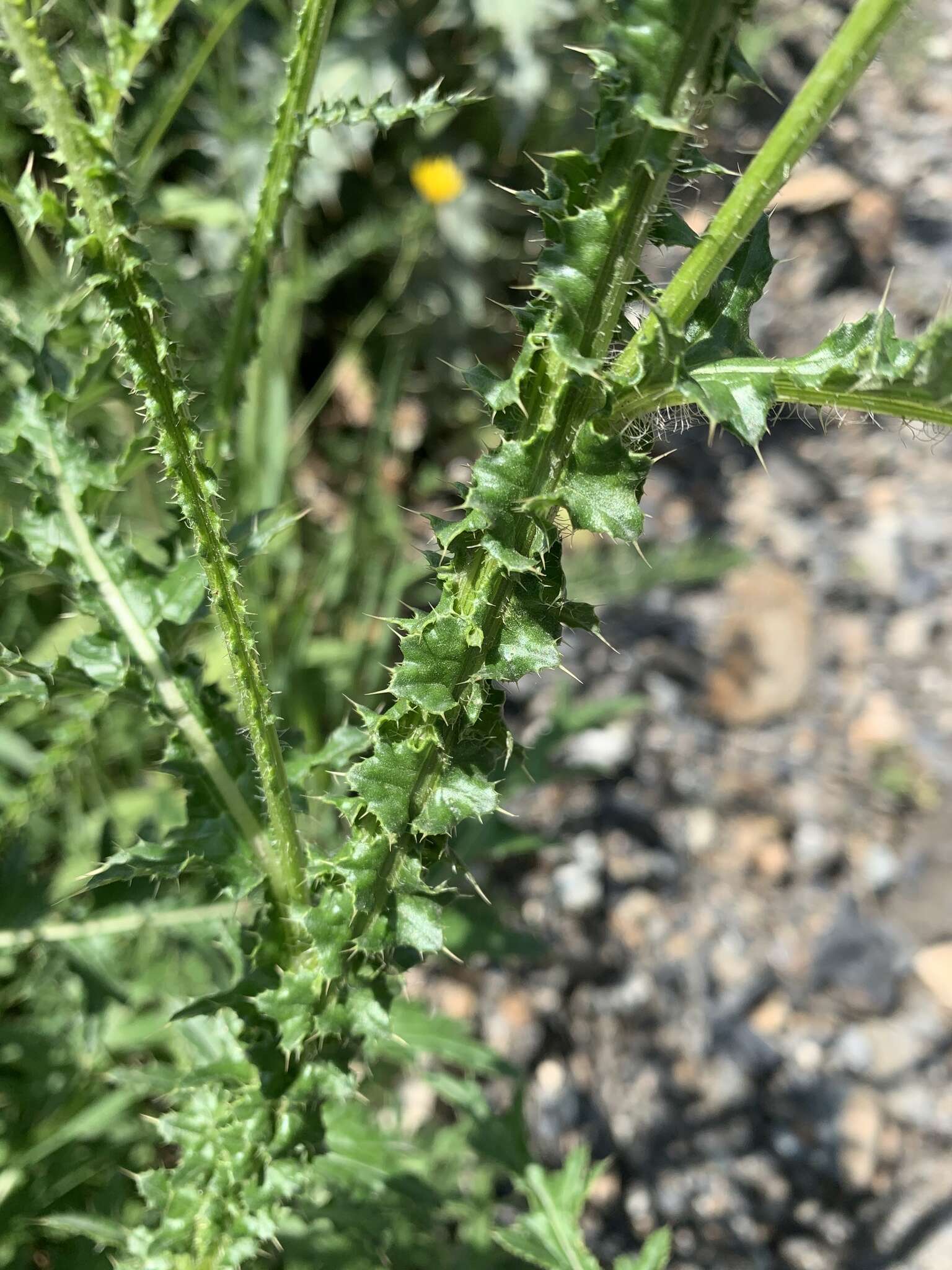 Image of Carduus adpressus C. A. Meyer