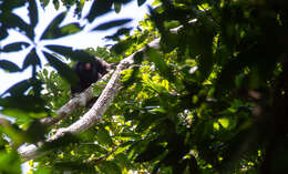 Image of Red-nosed Bearded Saki