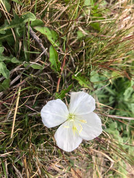 Image of Kunth's Evening-Primrose