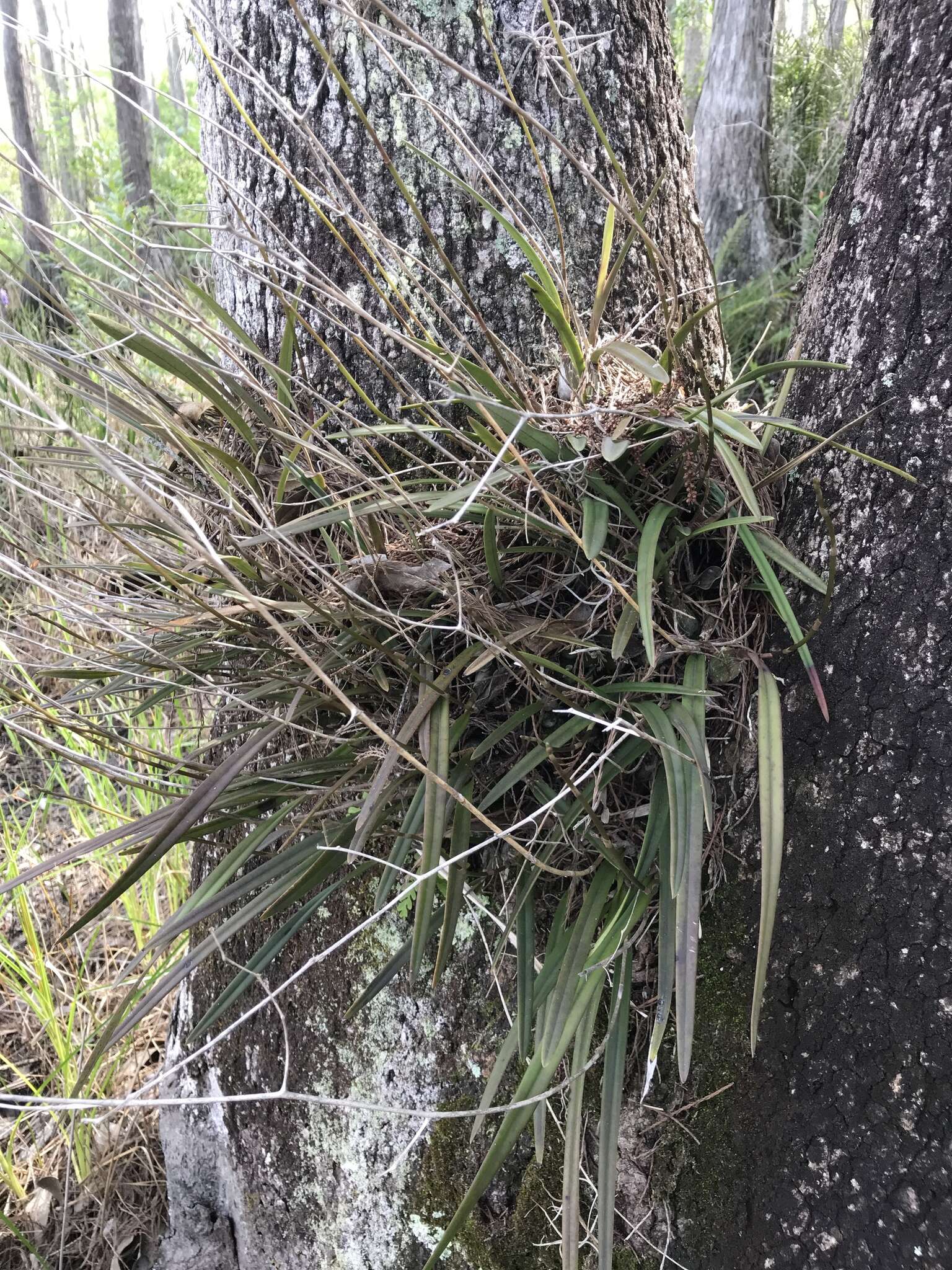 Image of Tampa butterfly orchid