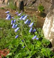 Image of Brimeura amethystina (L.) Chouard